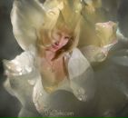 Фотография Соколовой Ирины